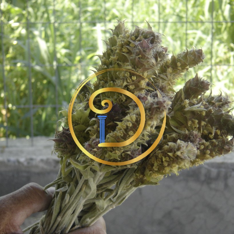 Griechischer Bergtee (Sideritis) – getrocknetes Bündel – Dimitra