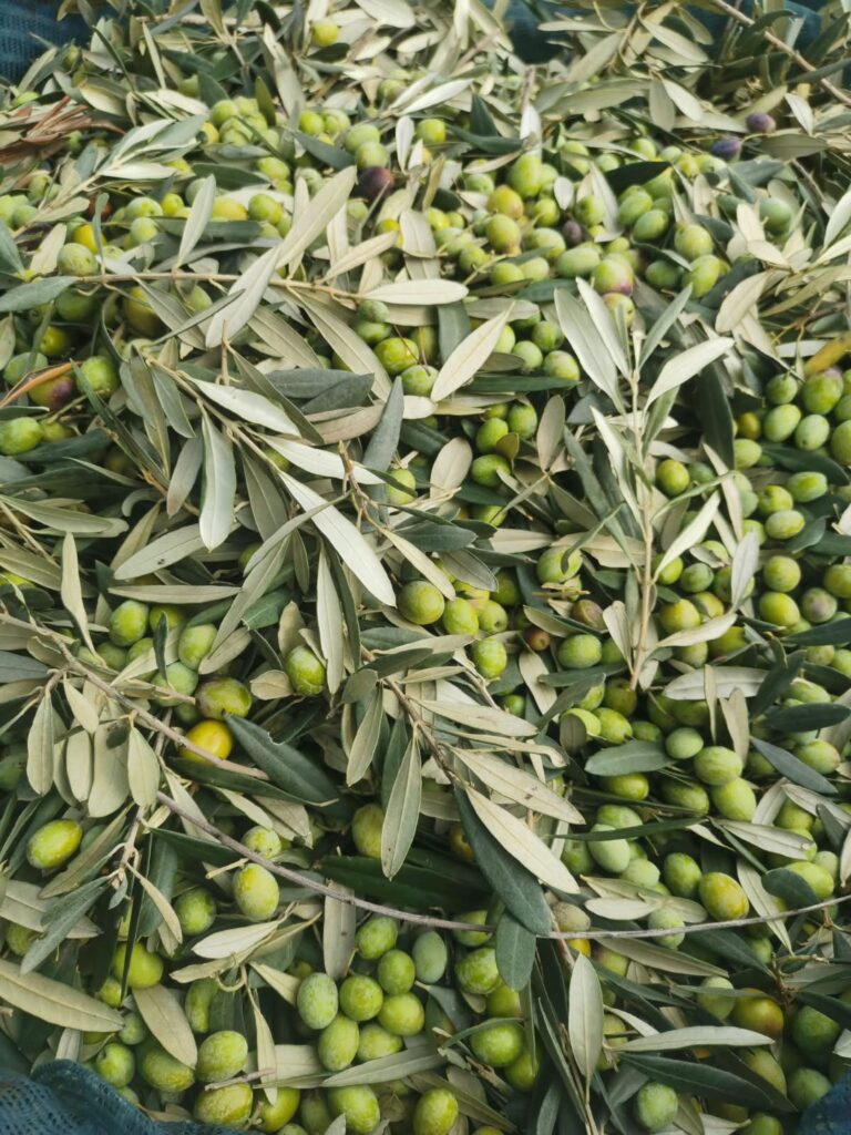Frisch gepflückte Oliven und Olivenblätter nach der Ernte